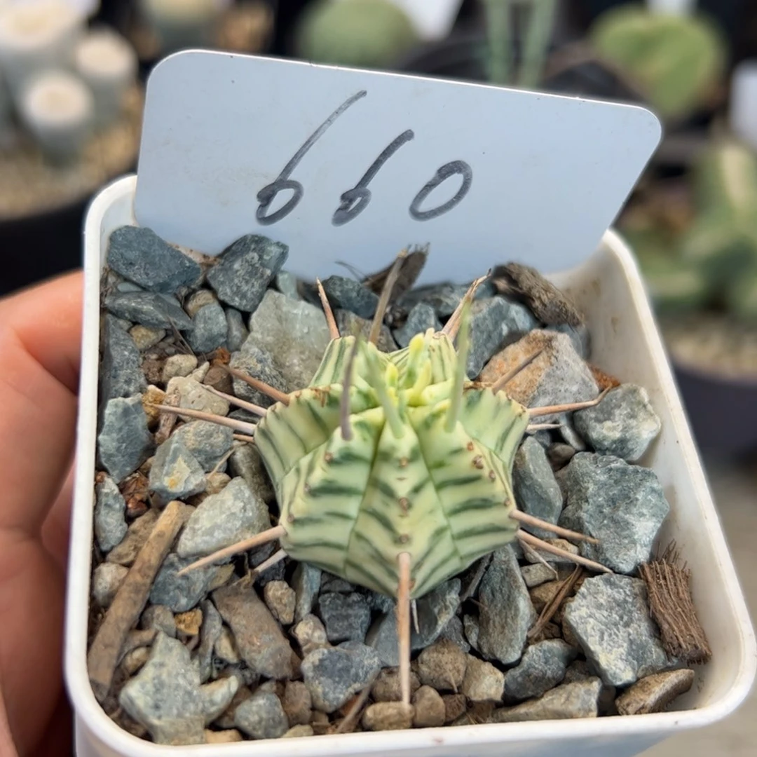 669 斑马锦。