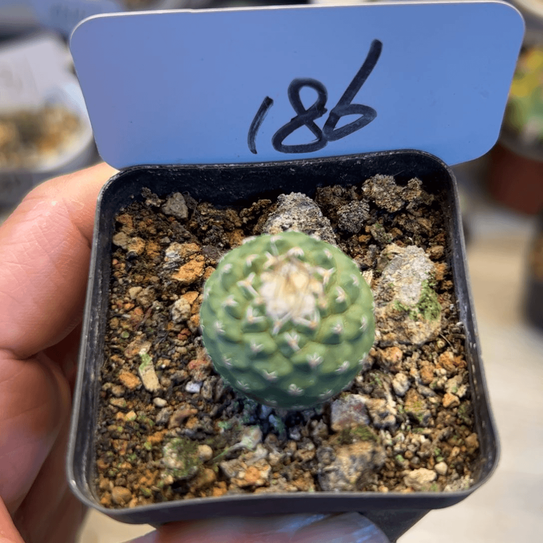 186 实生菊水2.3厘米