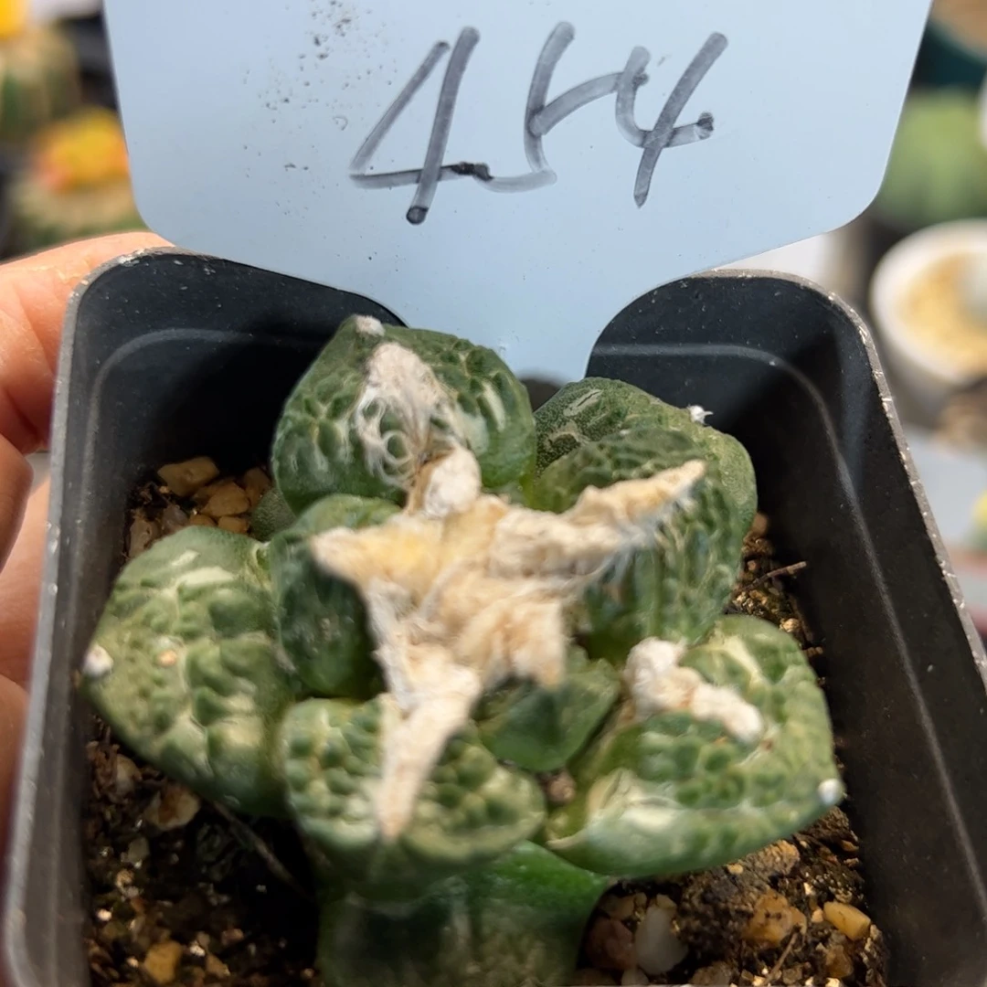 454 自根龟甲牡丹。