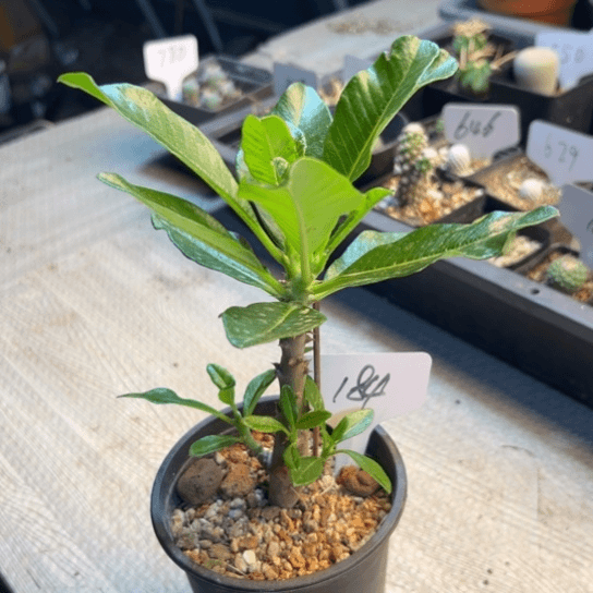 184 温莎瓶干