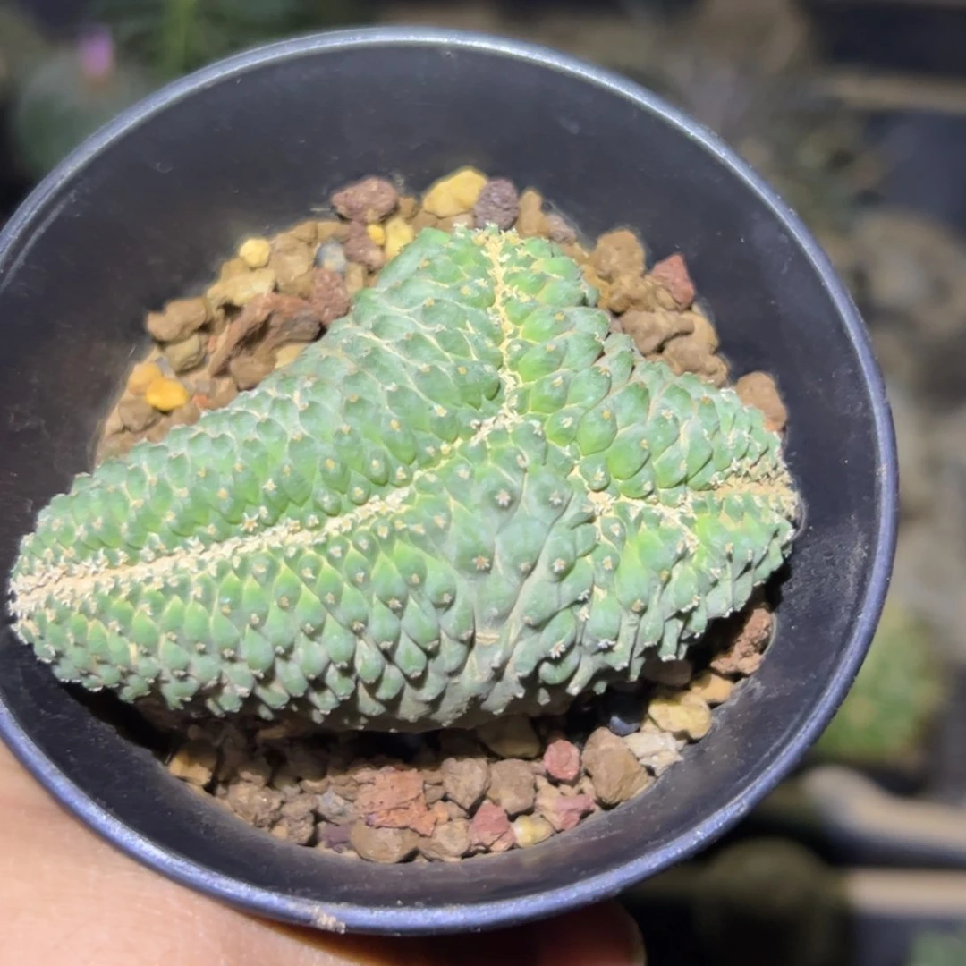 894实生菊水缀化一颗