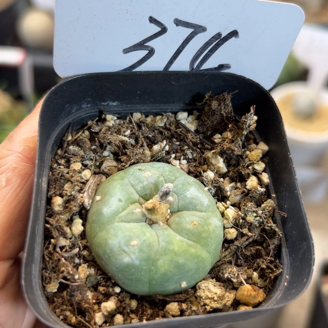 374 古田3.3厘米。