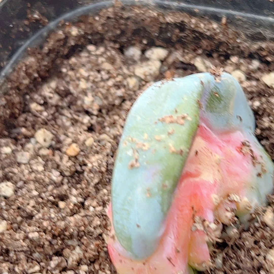 G956自根龙凤牡丹X龙神柱锦