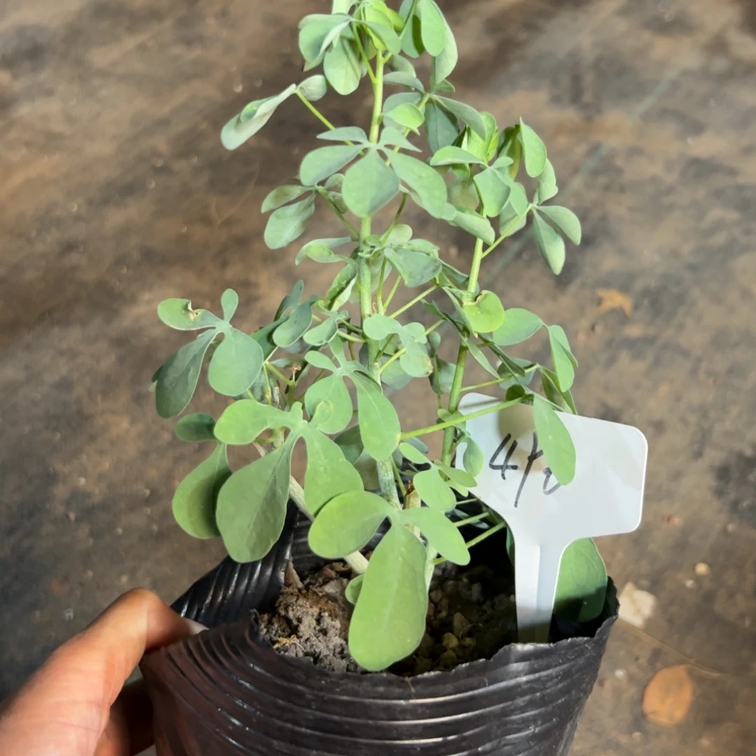 496 扦插低木西番莲。