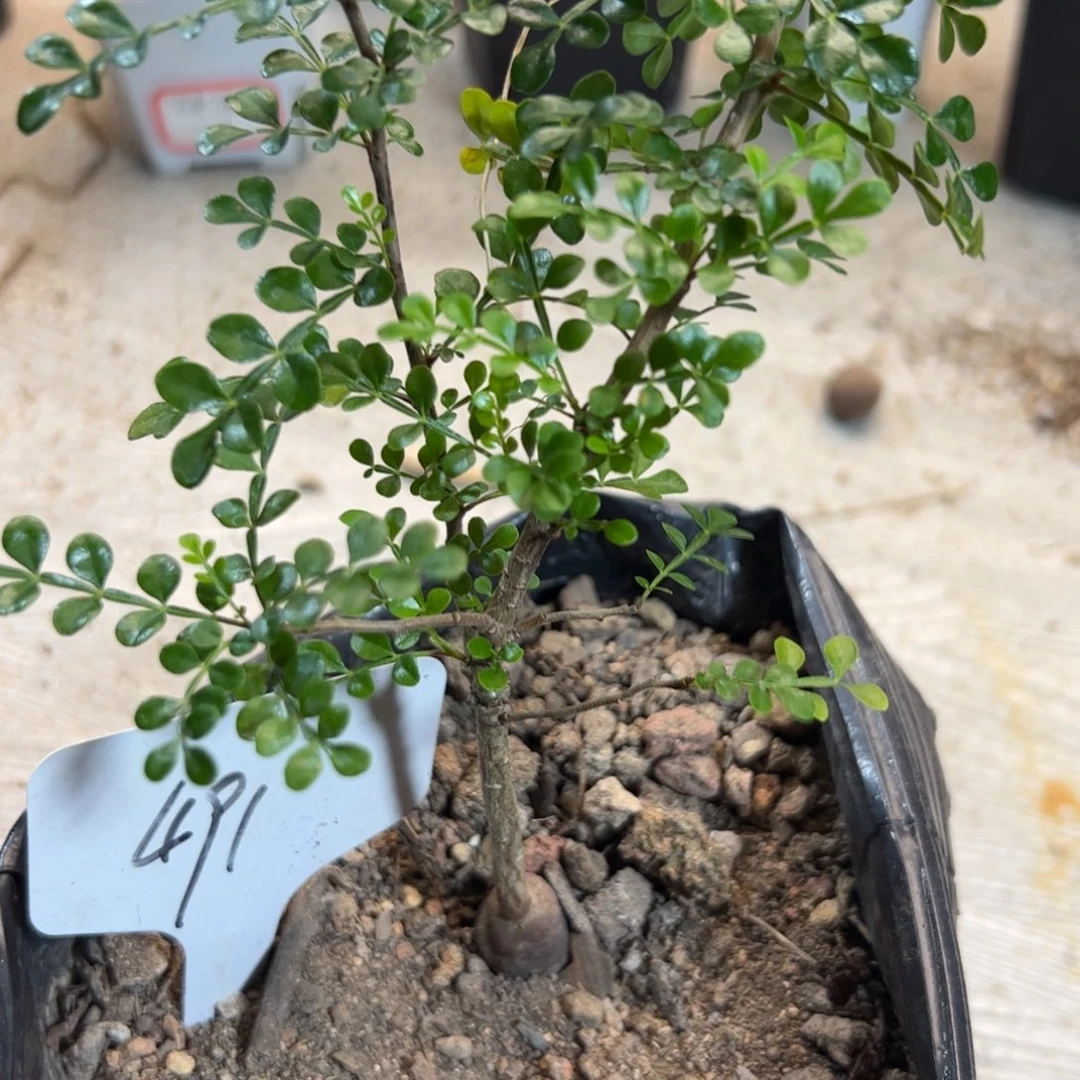 491 列加漆树。