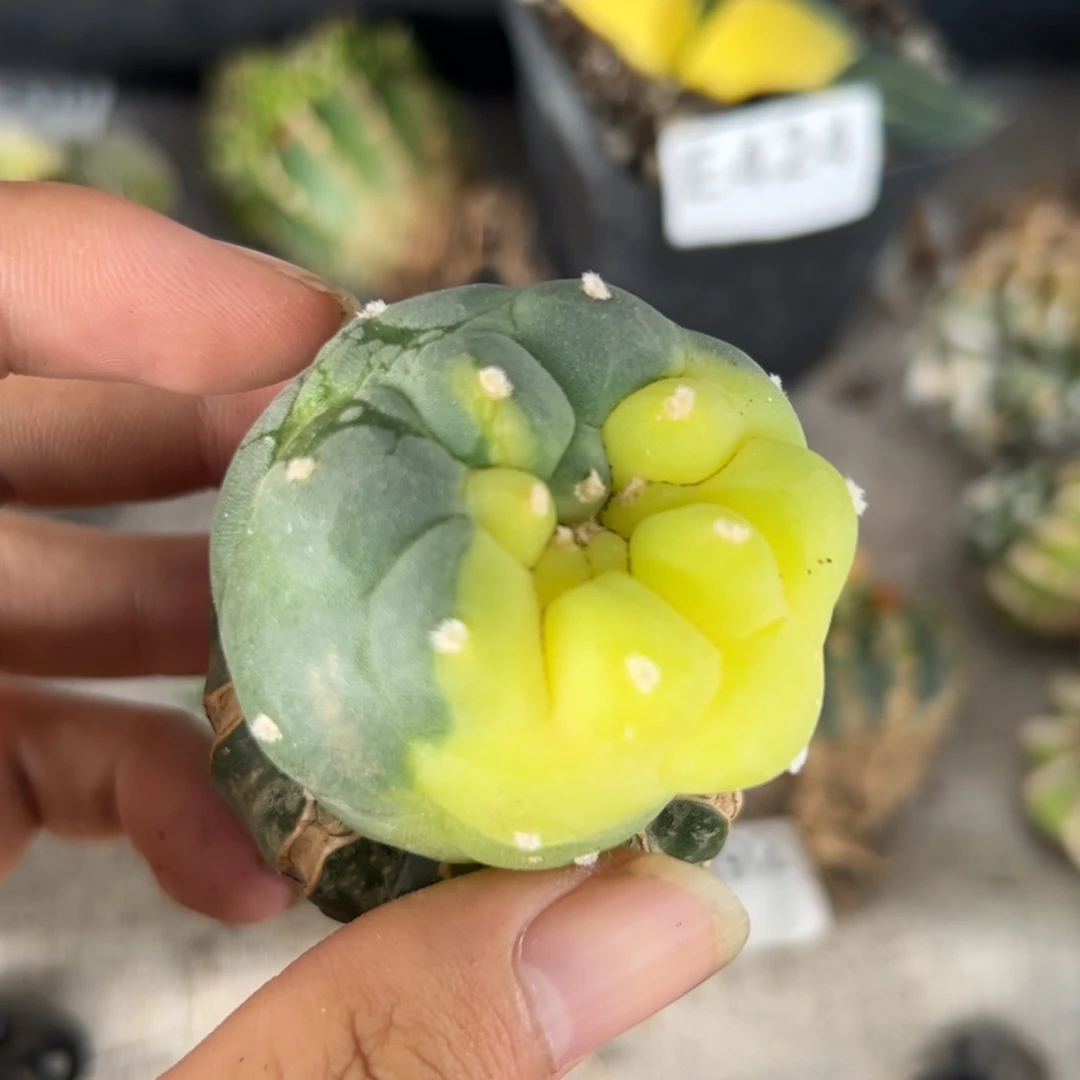 E445嫁接苗接鱼锦一颗