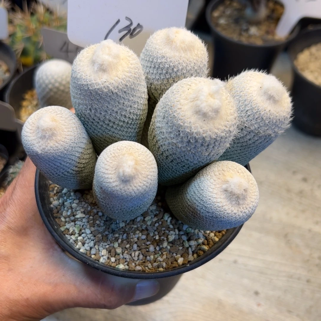 130 日系群生小人帽
