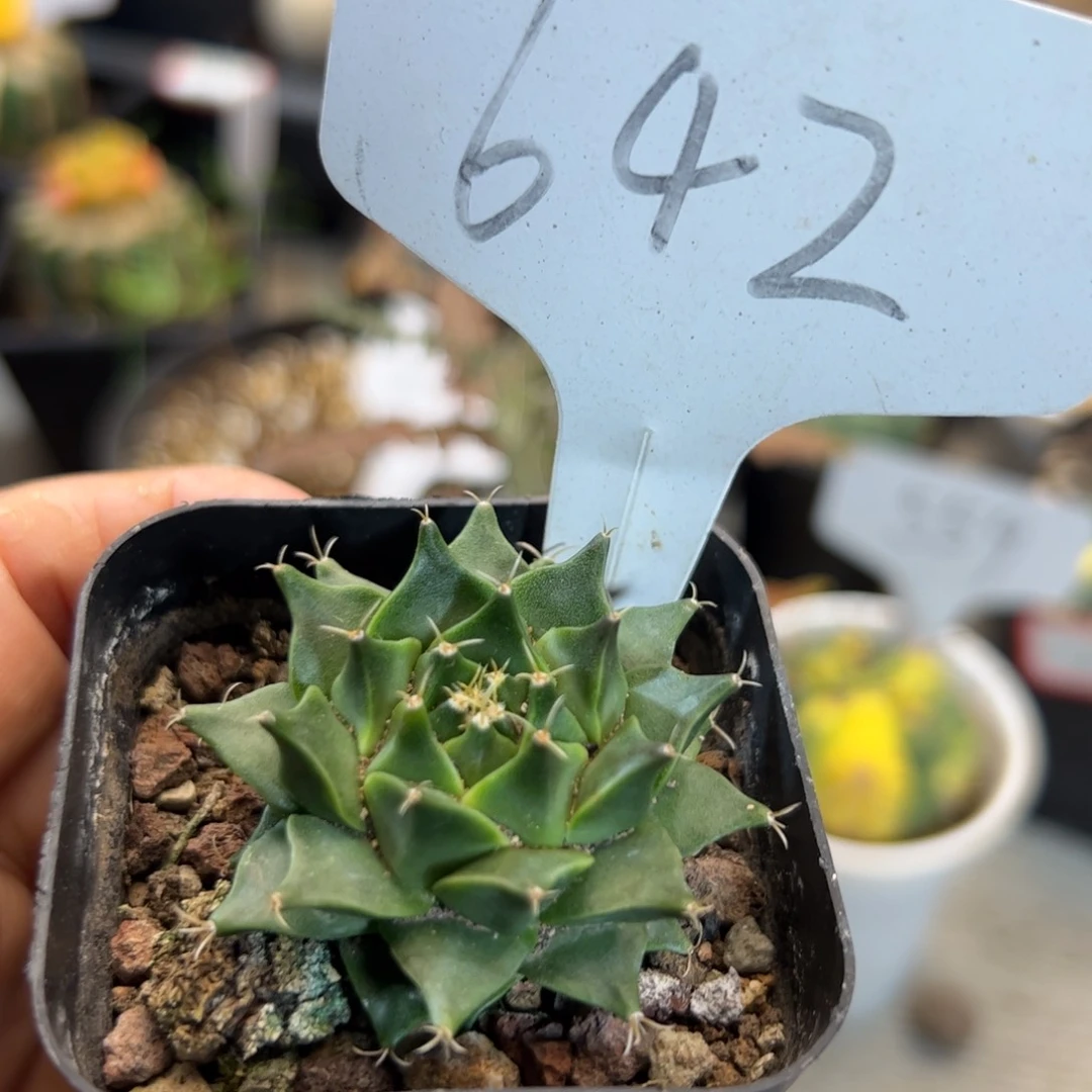 642 实生帝冠。