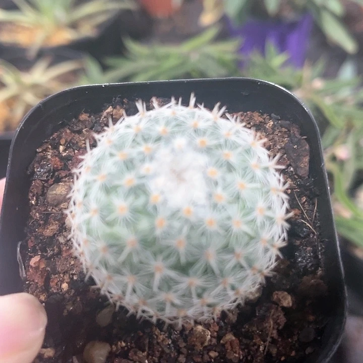 日系穴原希望丸。  多肉