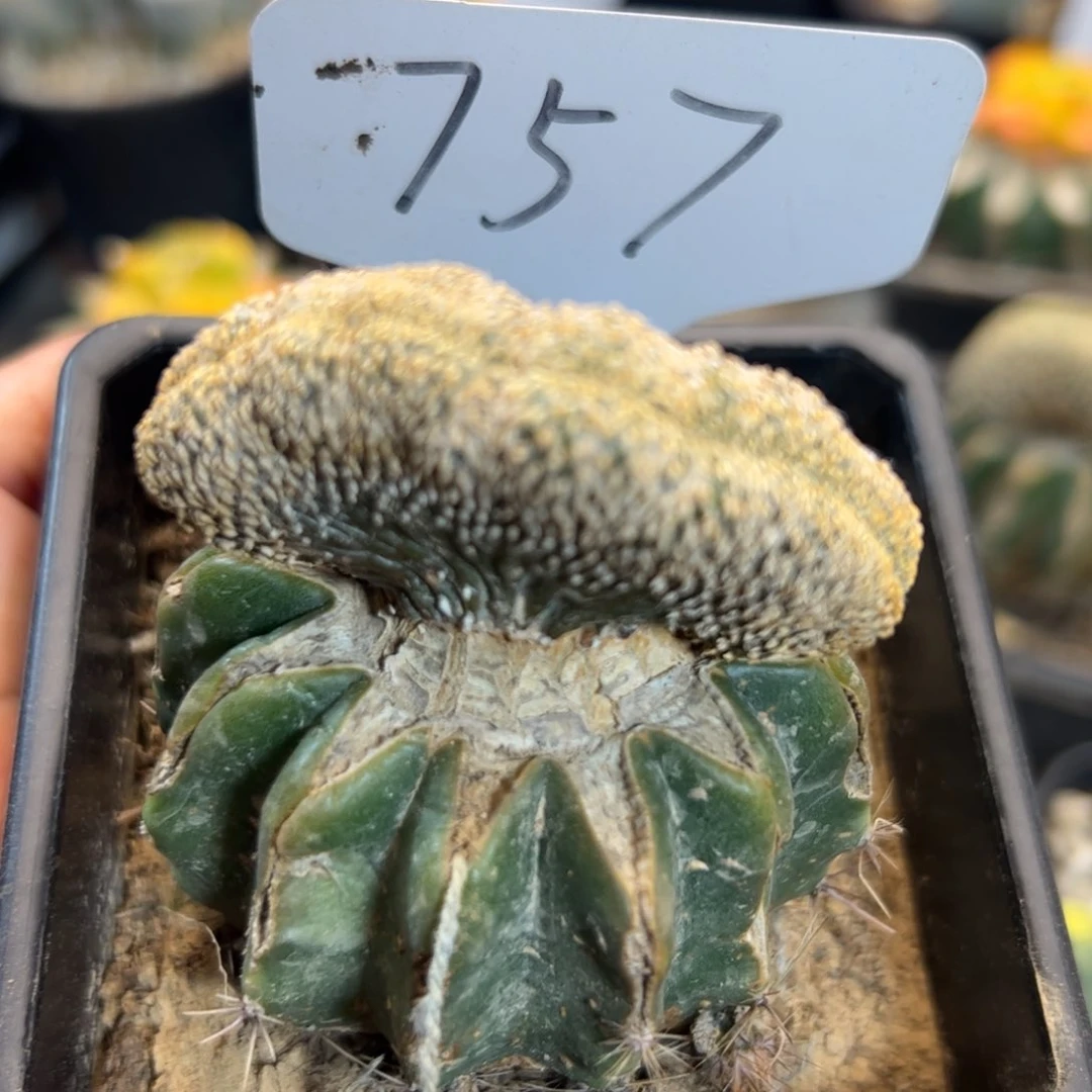757 薄叶花龙缀化