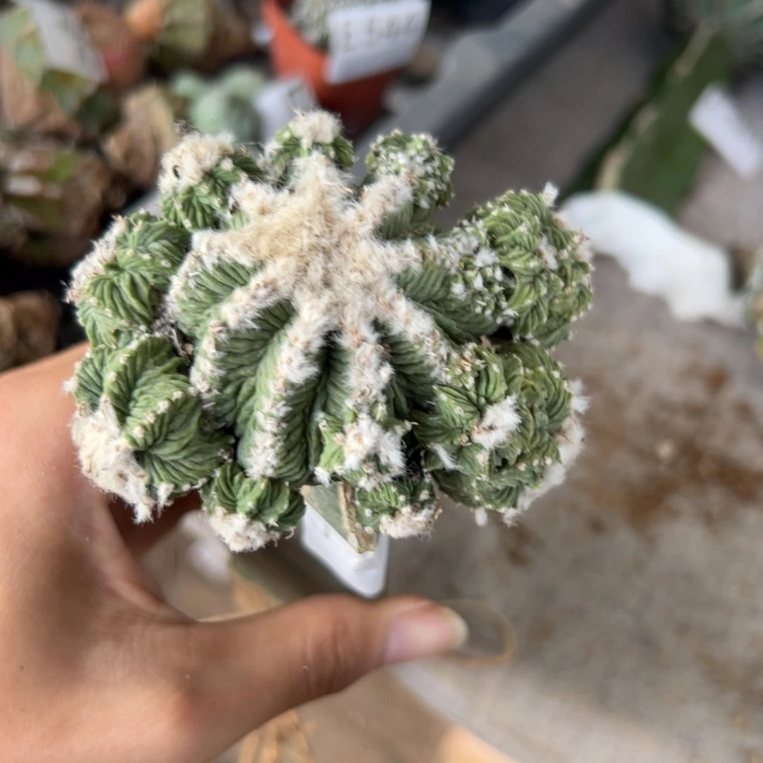 J597嫁接老花龙一颗带缀化头
