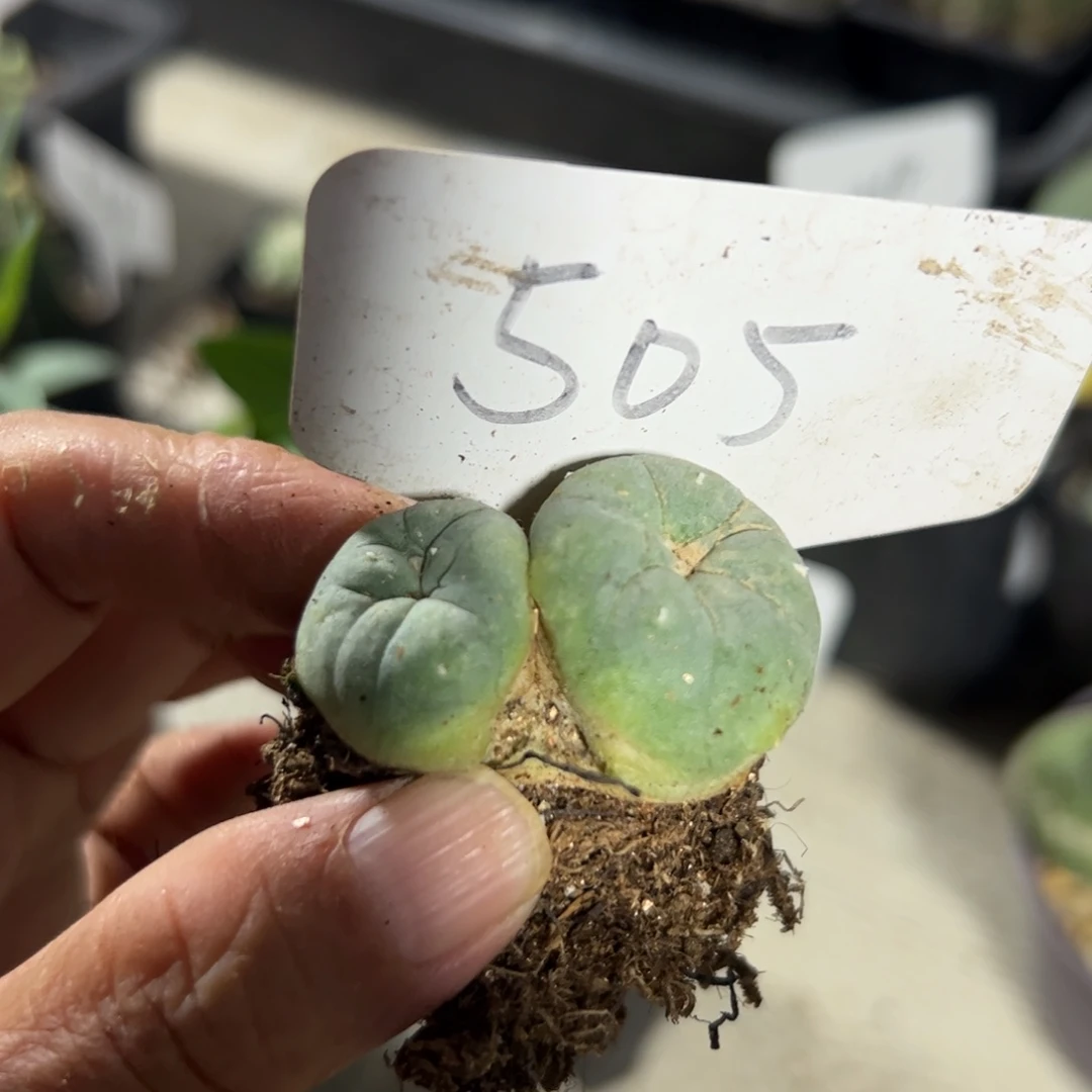 505 自根海鲜。
