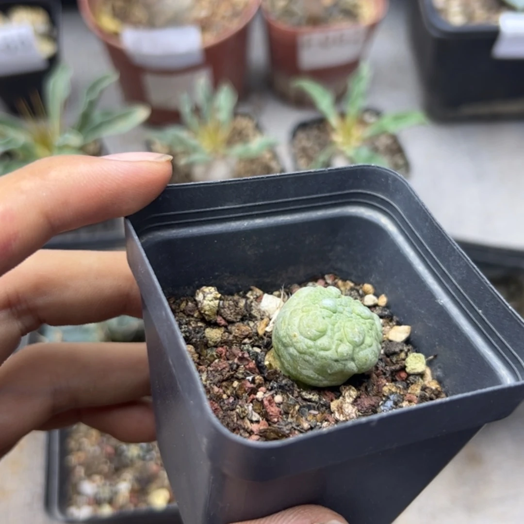 J800福利凝蹄玉一颗