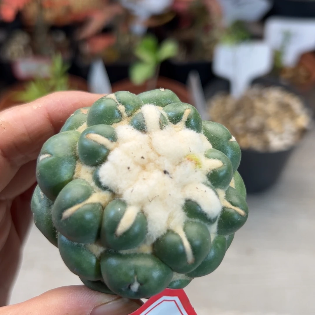 3   蜘蛛之眼无根。