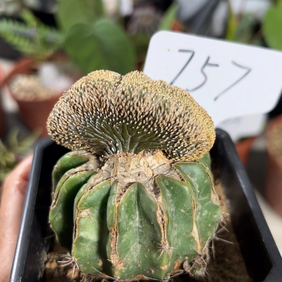 757 嫁接薄叶花龙缀化