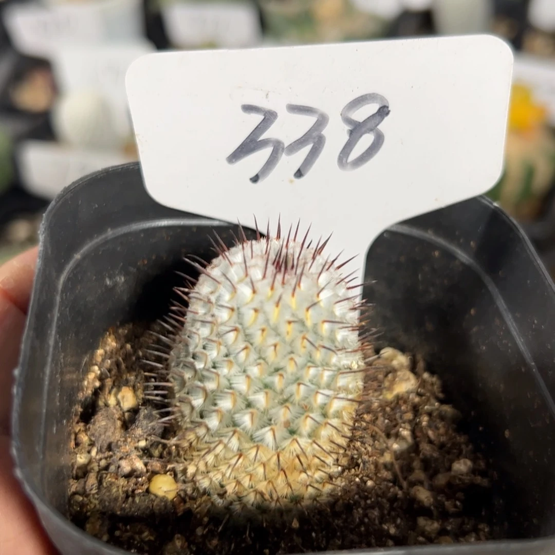 348 直刺佩雷。