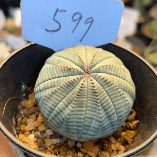 599 实生欧系布纹球5.8厘米