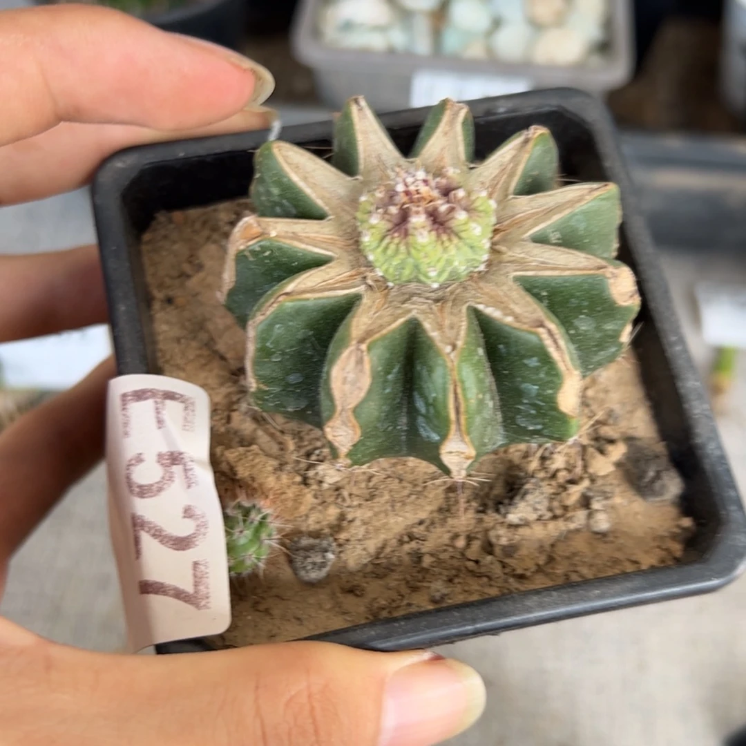 E527嫁接老花龙一颗