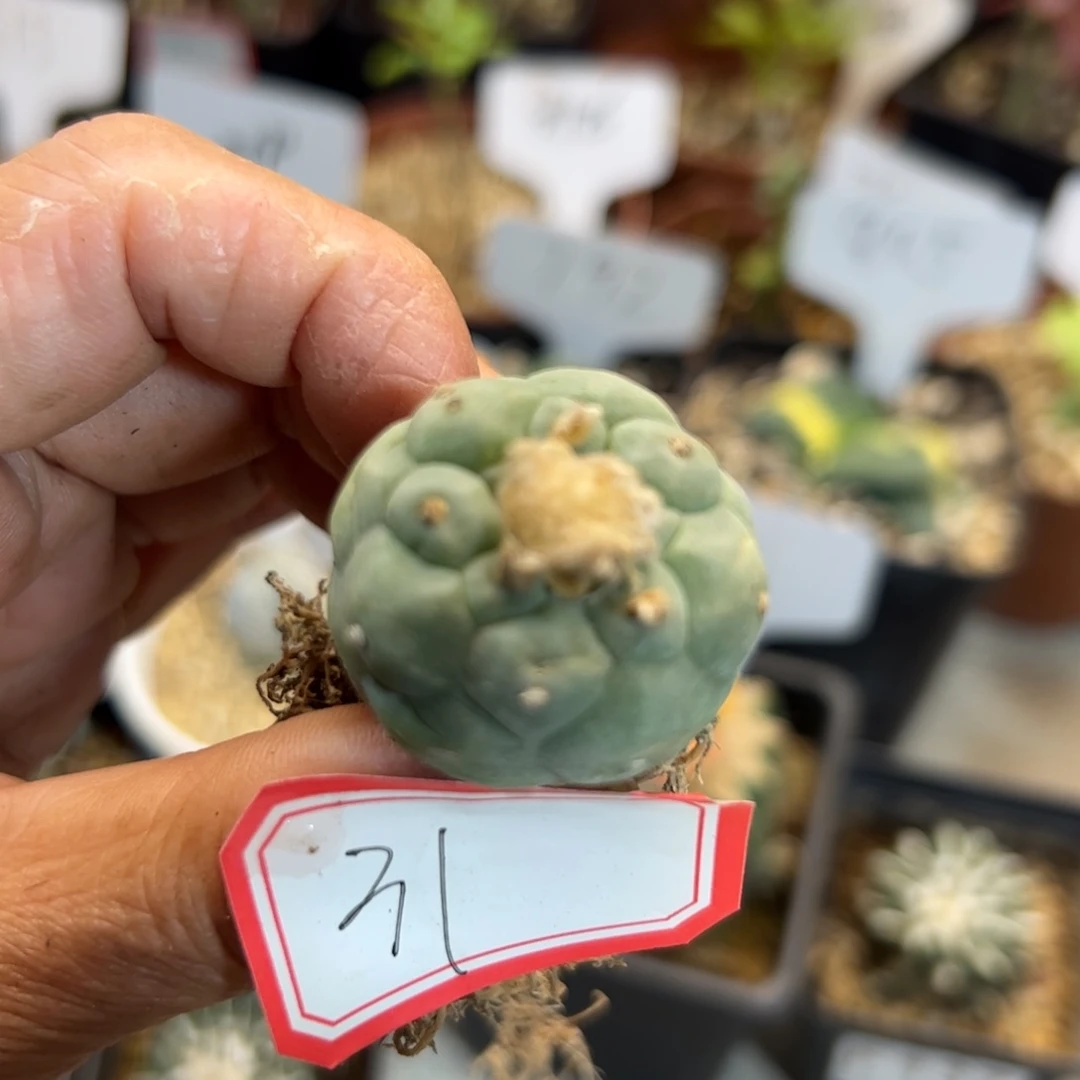 31 长毛海鲜。