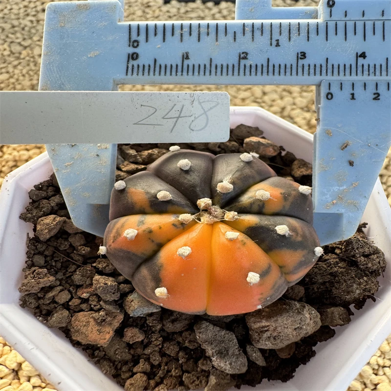 萌球多肉植物 兜锦 实拍 实生 一物一拍潮流上盆可爱仙人球盆栽