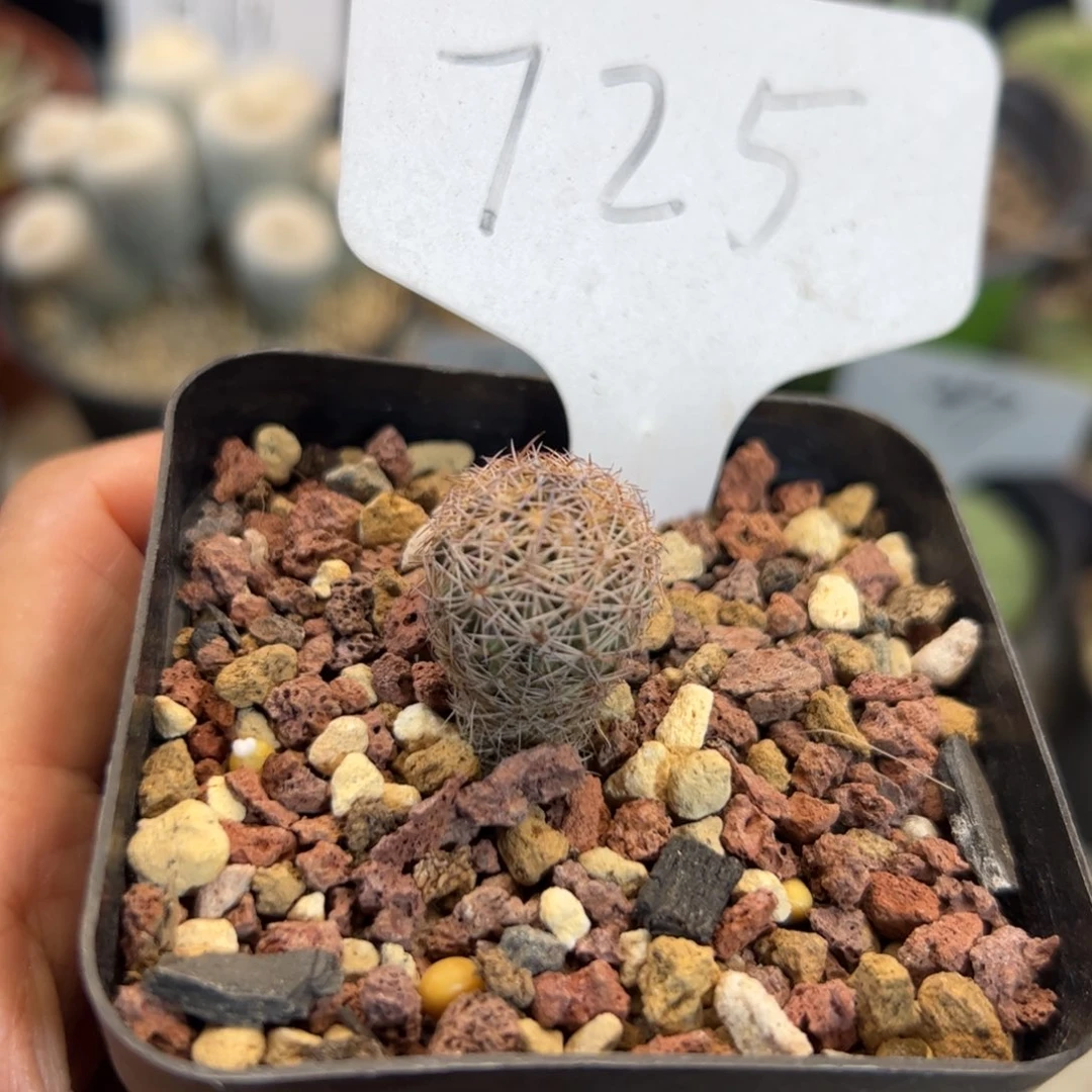 725 实生凌玉。