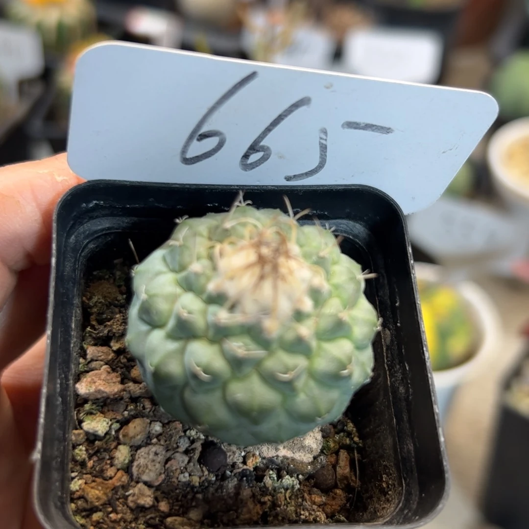 665 菊水3.4厘米。