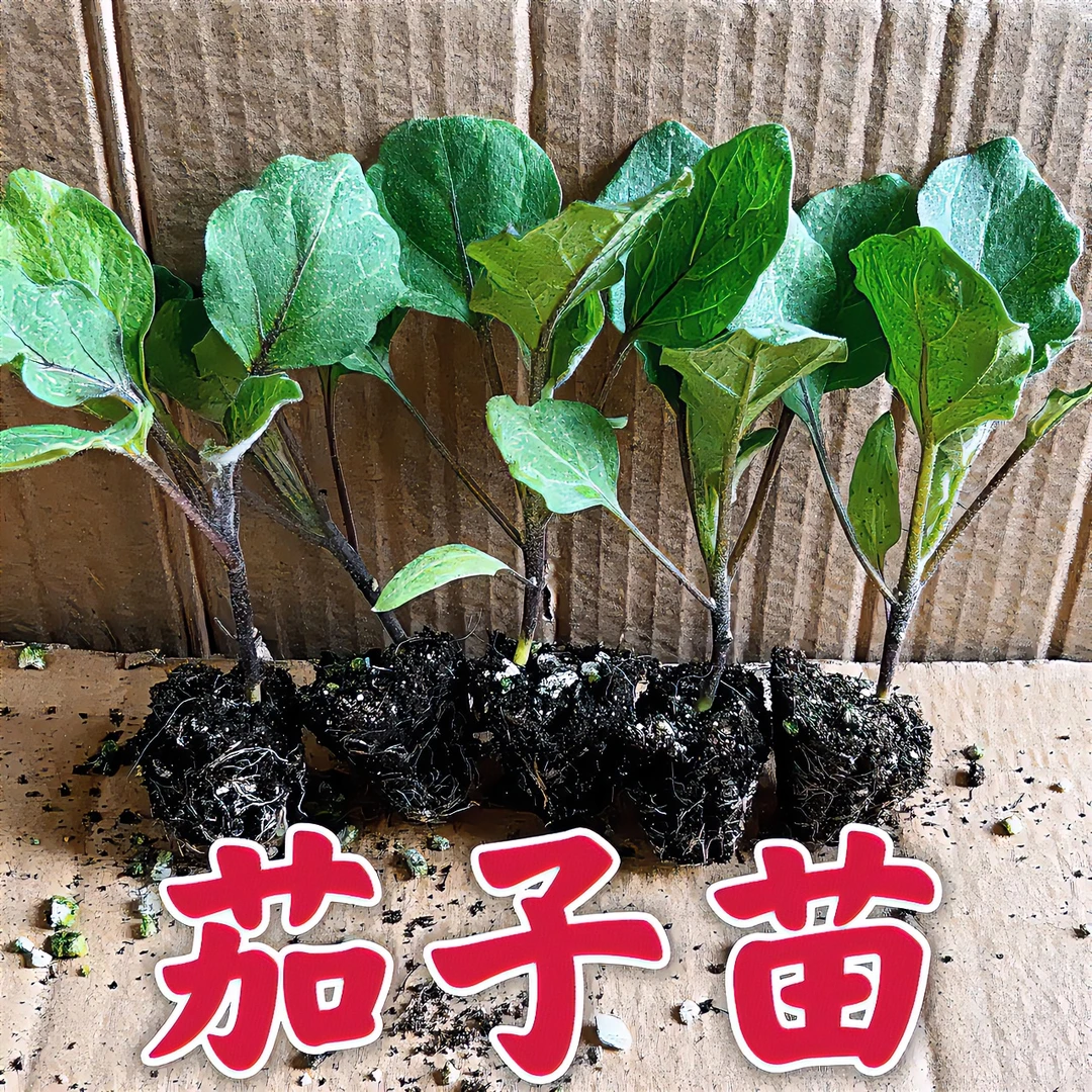 高产茄子秧苗紫长茄子苗黑长茄苗紫圆茄苗青茄苗白茄苗春季蔬菜