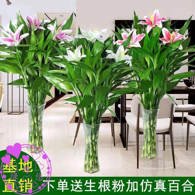 富贵竹加仿真百合花转运竹观音竹开运竹水养植物吸甲醛办公室客