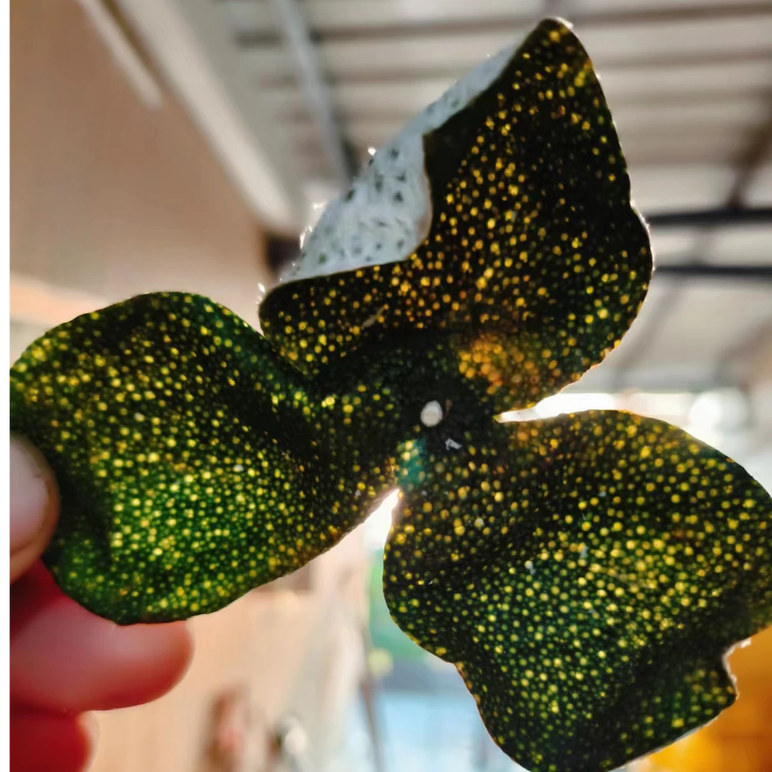 新會2024年大青皮