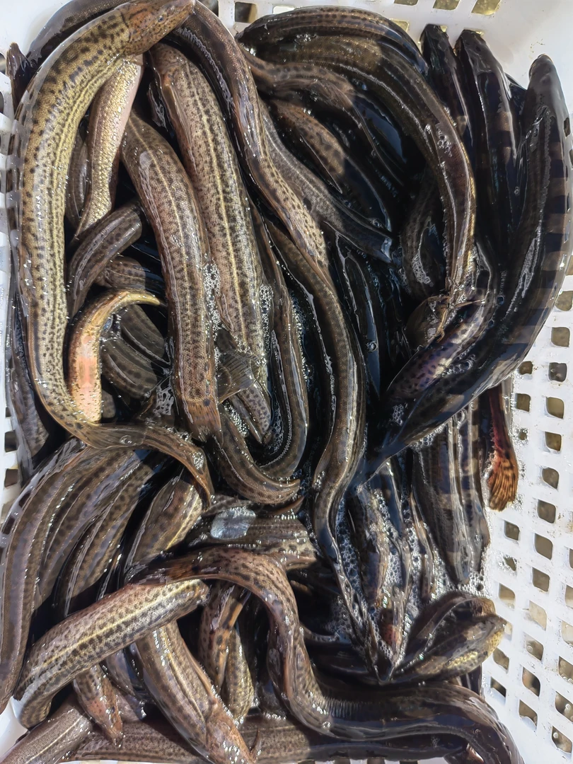 （不包活！介意勿拍）东北野生粗泥鳅4.8-5.2斤