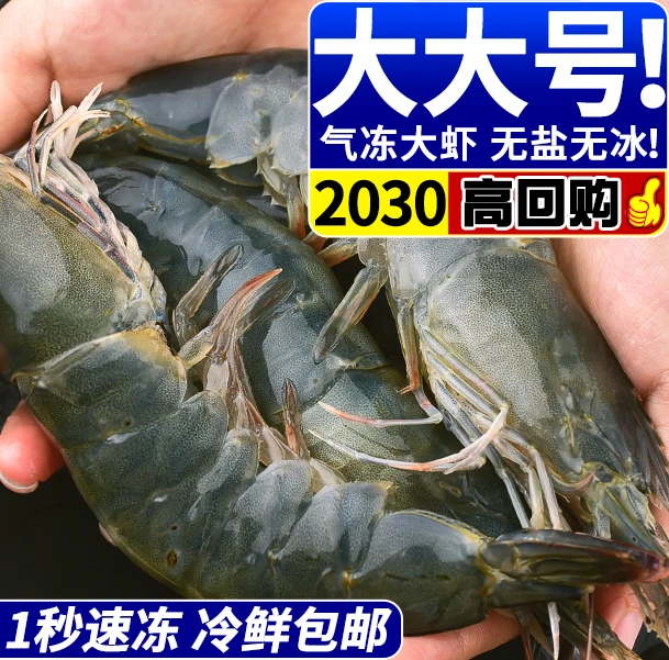 青岛海水大虾到手3.3大斤！气冻！18-22厘米大虾到手3.3大斤！