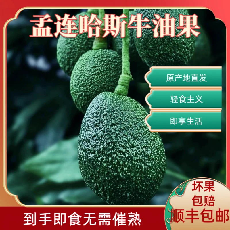 到手即食顺丰包邮孟连哈斯牛油果丝滑醇香绵密森林奶酪无需催熟