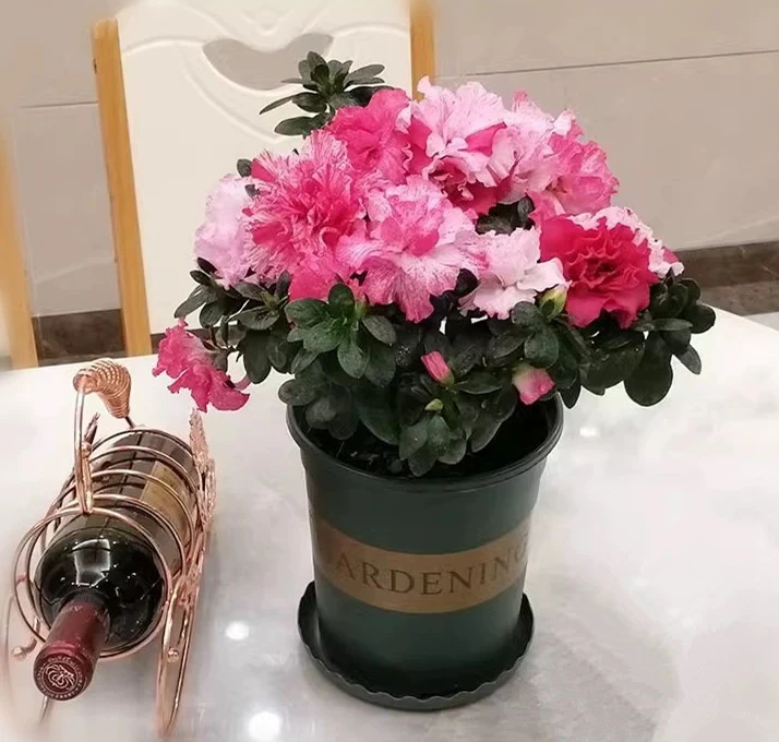 悦花香园艺 世纪曙光 五宝喷砂 一树多色 杜鹃花鲜花花阳台庭院