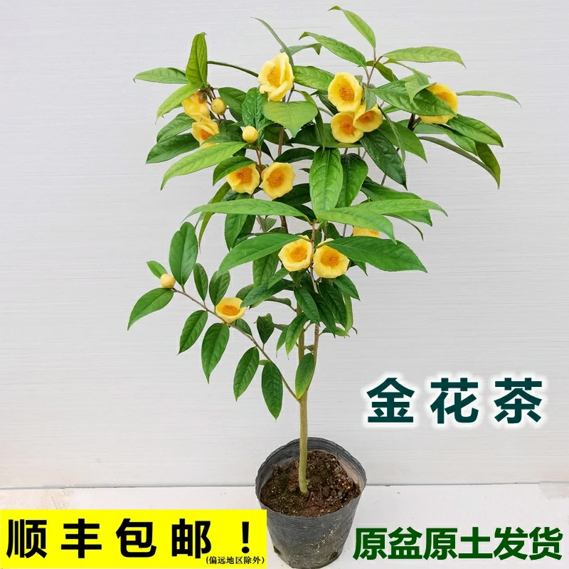防城金花茶盆栽金茶花树苗阳台花卉四季种植金黄带花苞黄遵山茶花