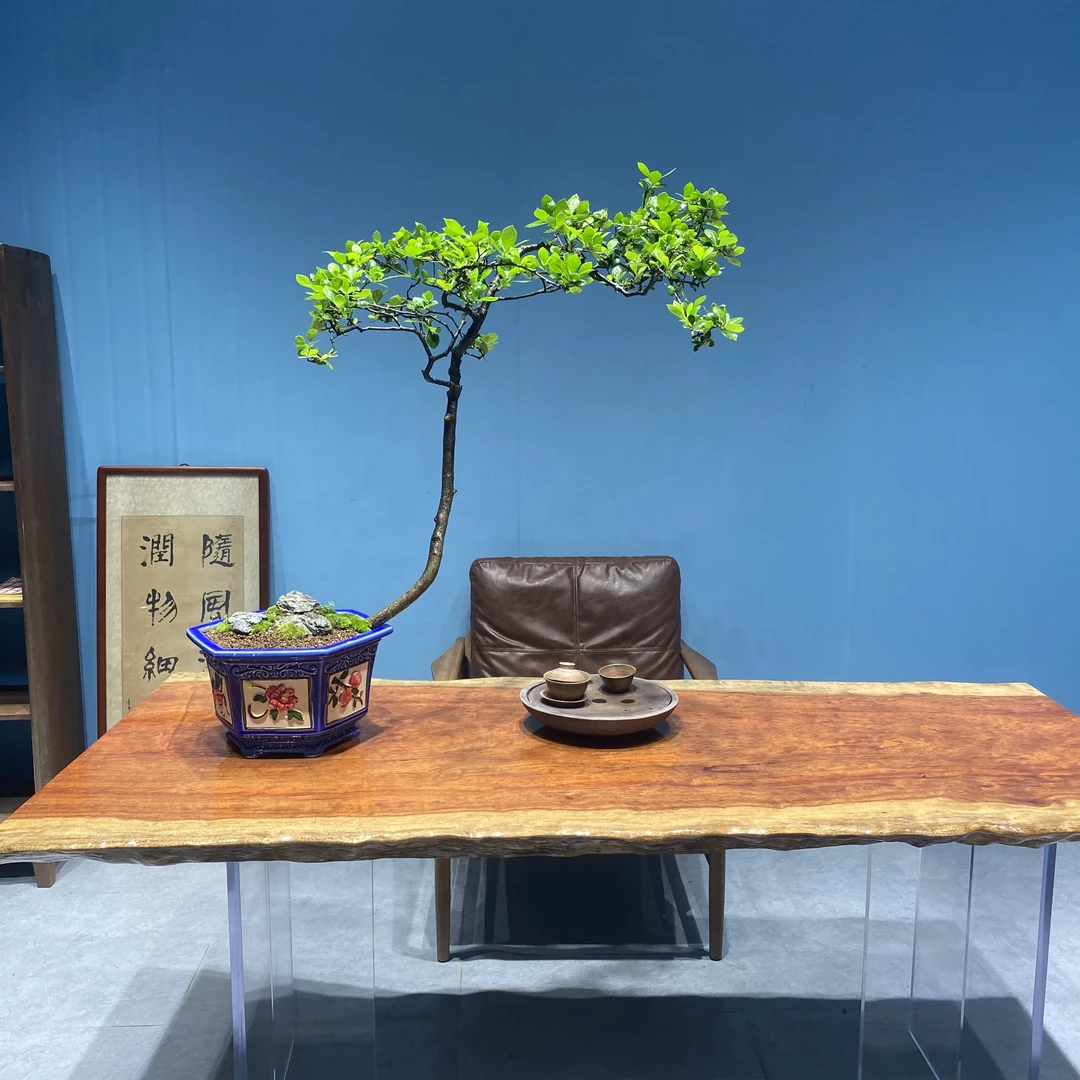 海岛春花石枫栀子花，一物一拍（名卉野趣）