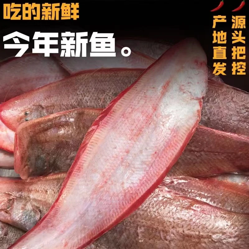 野生海捕龙利鱼 5斤（1斤以上每条） 新鲜肉质鲜嫩速冻海鱼连云港