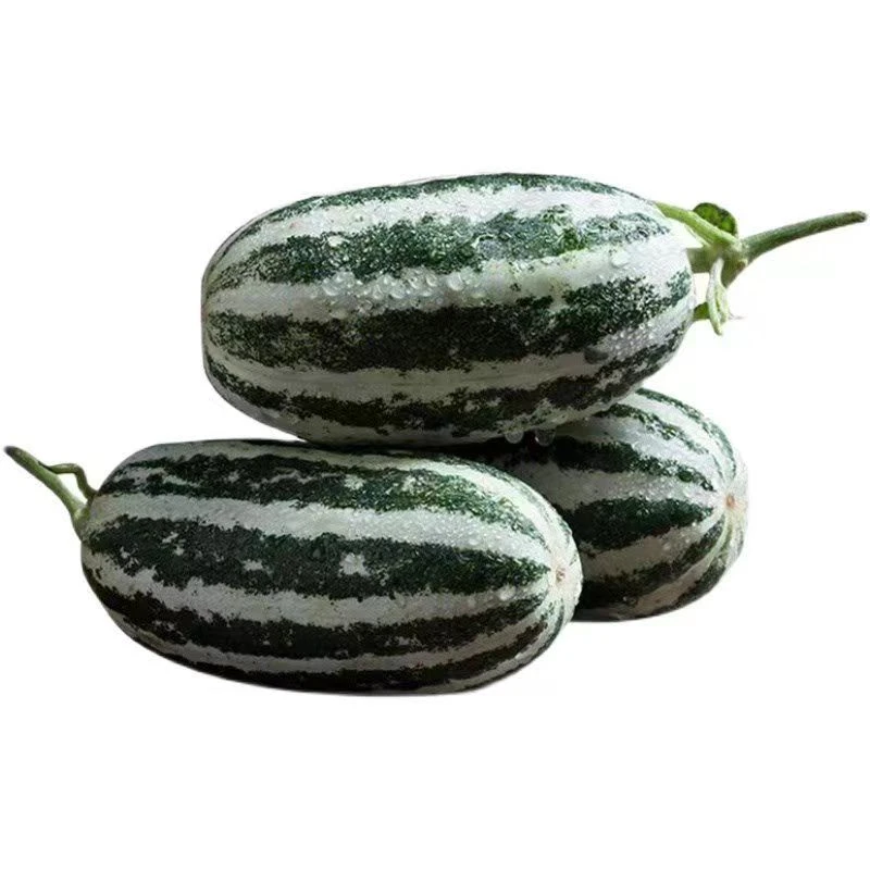 江山仙果【顺丰快】正宗博洋9号甜瓜新鲜水果 香瓜脆瓜蜜瓜羊角产地