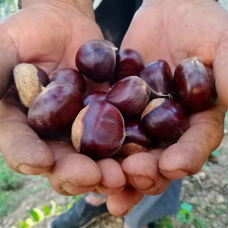山东正宗老树板栗新鲜板栗鲜高山油板栗鲜黄板栗甜粉糯生栗子熟了