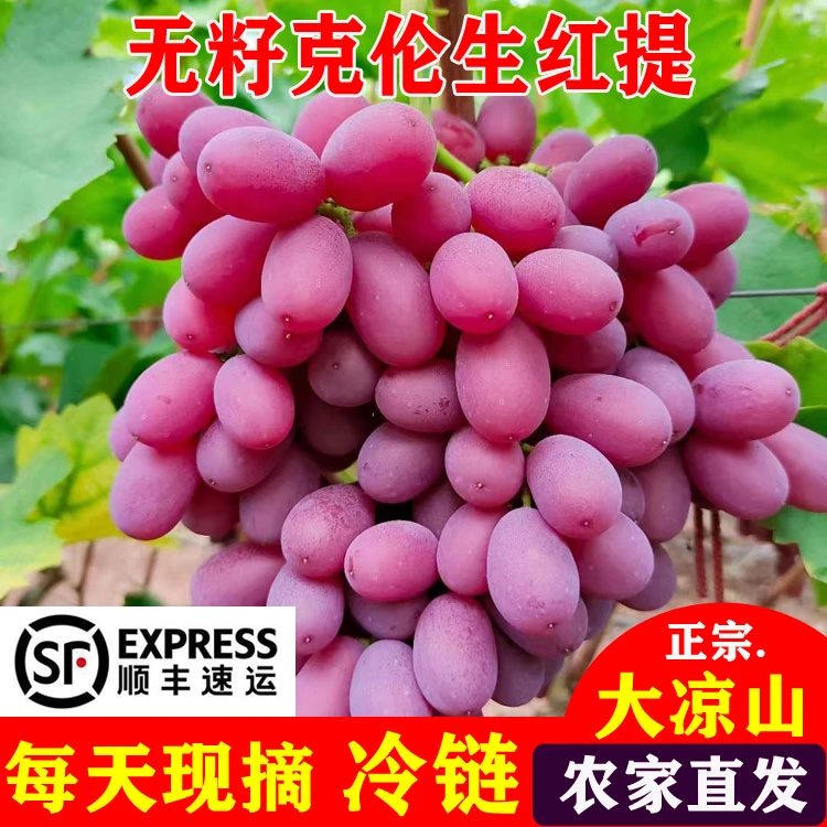 顺丰包邮现摘无籽红提克伦生葡萄应季水果礼盒整箱2025四川凉山