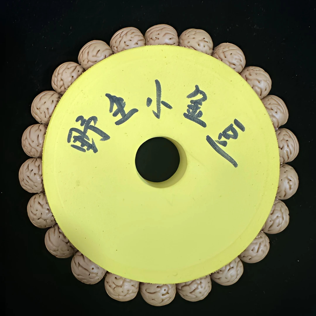 【野生小金豆】桃核手串