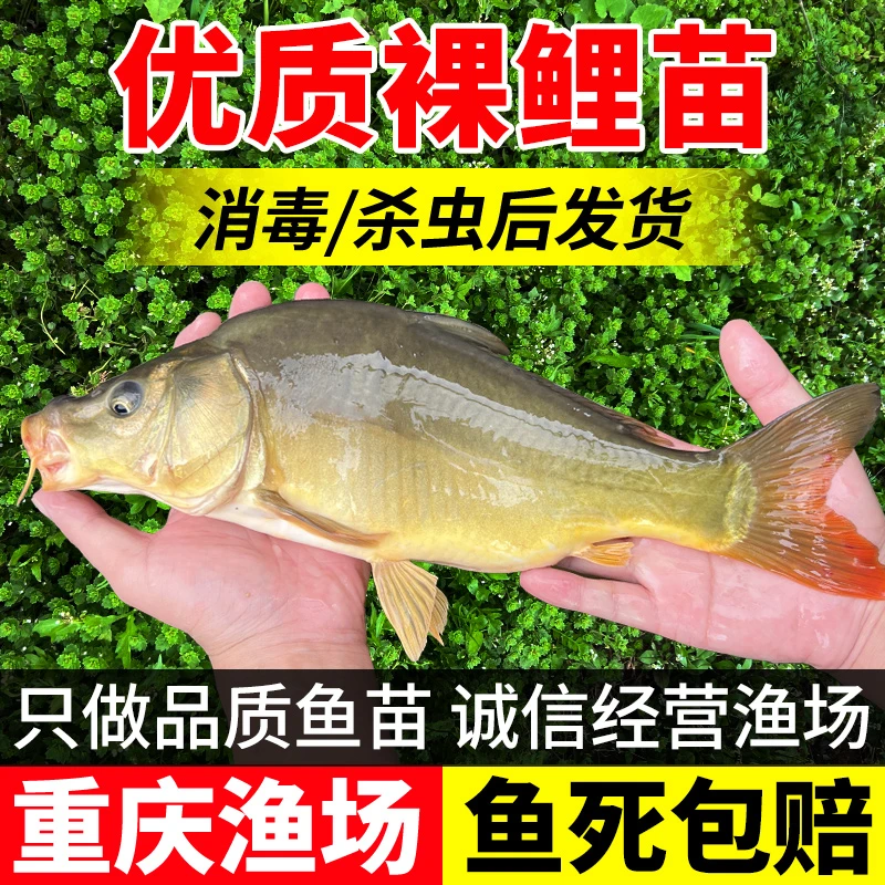 裸鲤鱼无甲无鳞养殖食用淡水三道鳞鱼苗好养活冷水德国镜鲤裸斑