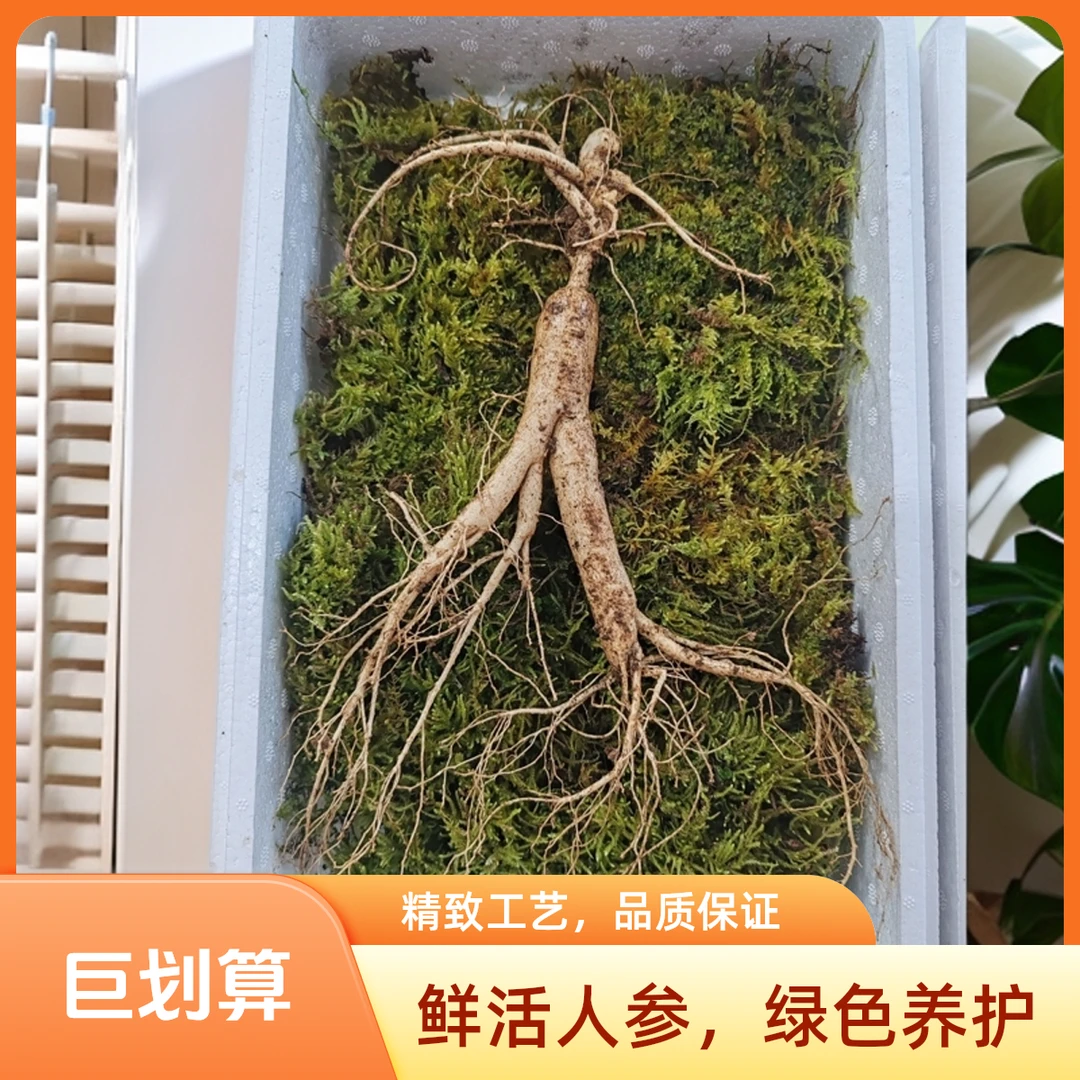 东北山地现挖林下鲜参【青苔保温箱发货】