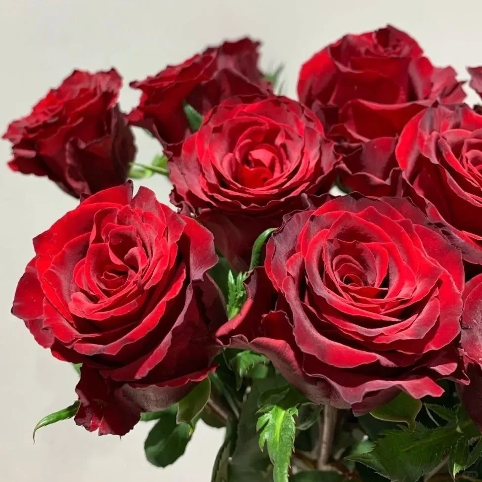 【高原红】20枝玫瑰|云南鲜花基地直发