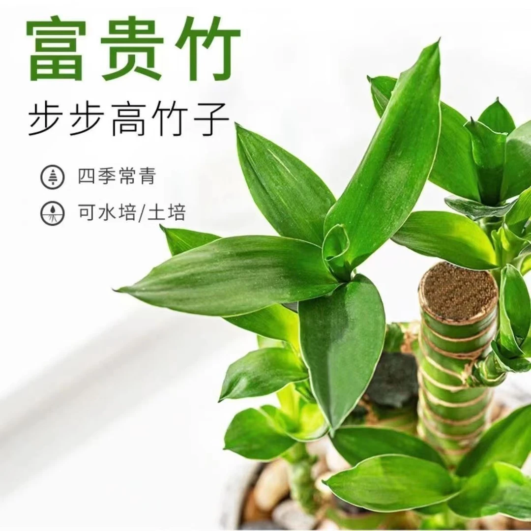 节节高步步高富贵竹文昌竹小盆栽绿植花卉室内客厅好养活四季常青