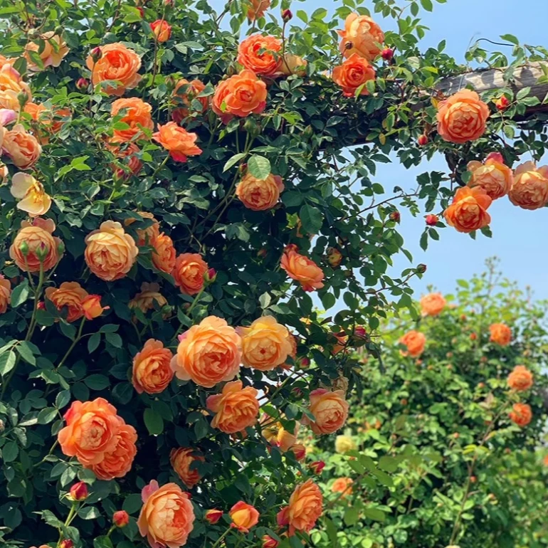 夏洛特夫人月季藤本花卉蔷薇花苗带花苞四季开花大苗拱门栅栏爬藤