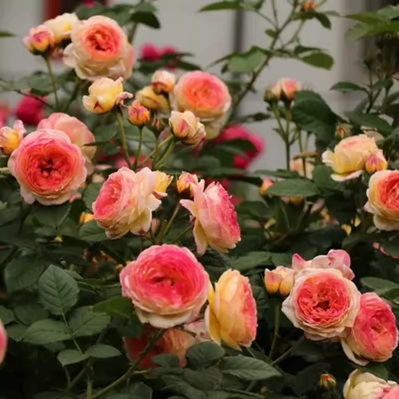 藤本复色月季花苗（詹森）大花浓香庭院爬藤蔷薇玫瑰花四季开卉植物