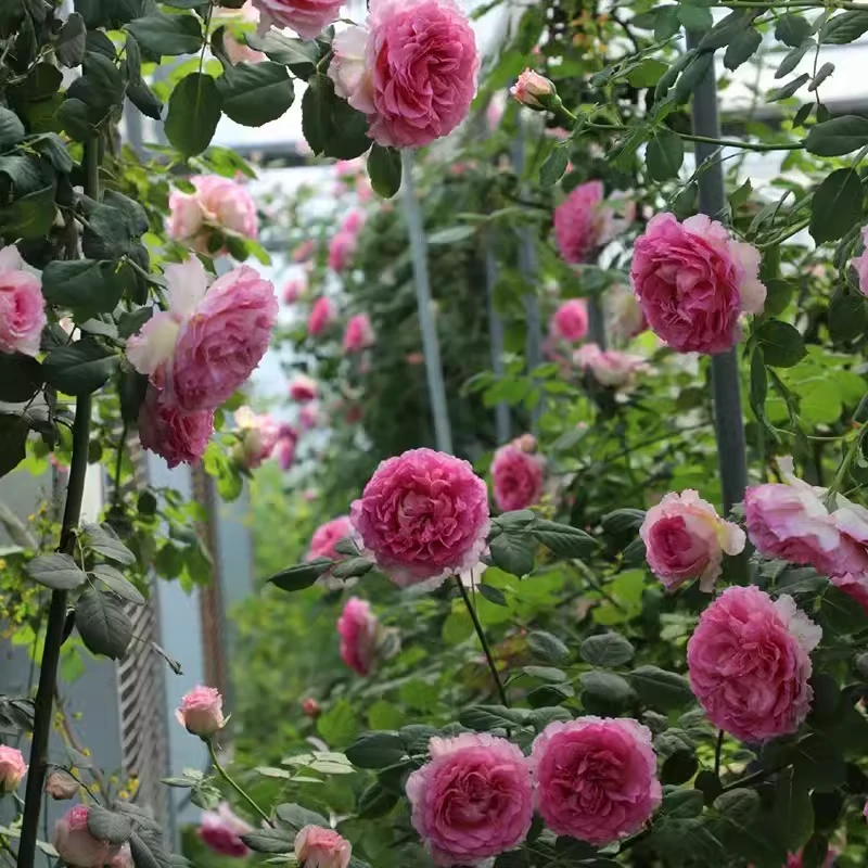 藤本月季（罗伊）花苗庭院阳台盆栽花卉大花浓香藤本月季四季开花