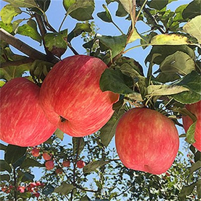 苹果多汁可口2斤