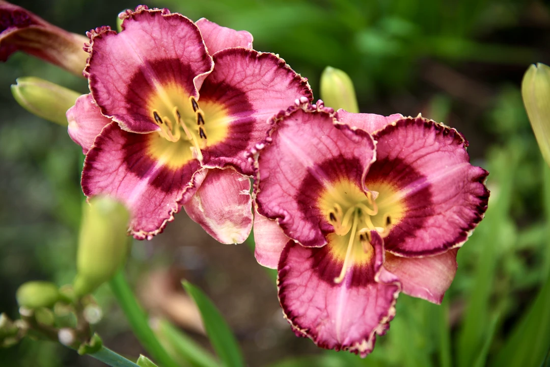 进口与国产花卉绿植盆栽大花萱草石榴乌龙庭院花园多年生宿根植物
