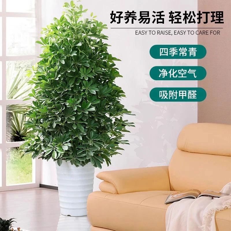 七叶莲鸭脚木盆栽客厅办公室绿植八方鸭脚木大盆栽来财